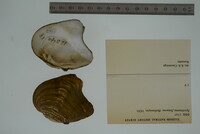 Media resource of Epioblasma flexuosa