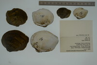 Quadrula quadrula image