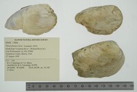 Pleurobema clava image