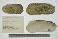 Theliderma cylindrica image