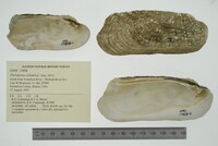 Theliderma cylindrica image