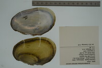 Leptodea fragilis image