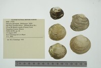 Obovaria subrotunda image