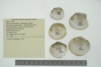 Obovaria subrotunda image