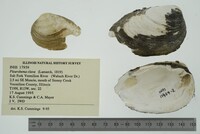 Pleurobema clava image