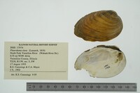 Pleurobema clava image