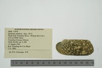 Theliderma cylindrica image