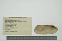 Theliderma cylindrica image