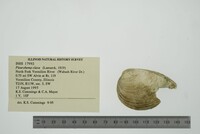 Pleurobema clava image