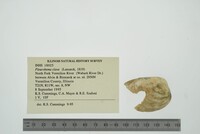 Pleurobema clava image