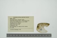 Pleurobema clava image