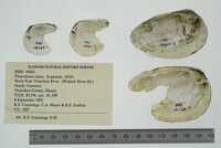 Pleurobema clava image