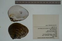 Obliquaria reflexa image