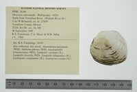 Obovaria subrotunda image