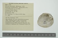 Obovaria subrotunda image