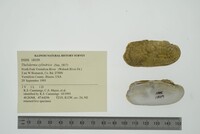 Theliderma cylindrica image