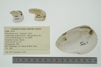 Pleurobema clava image