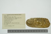 Theliderma cylindrica image