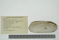 Theliderma cylindrica image