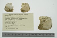 Epioblasma rangiana image