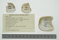 Epioblasma rangiana image