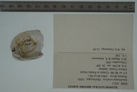 Epioblasma torulosa image