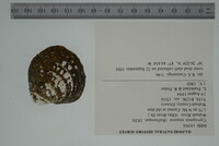 Cyprogenia stegaria image