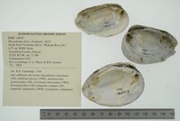 Pleurobema clava image