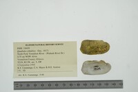 Theliderma cylindrica image