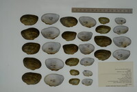 Alasmidonta viridis image