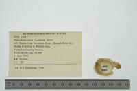 Pleurobema clava image