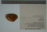 Epioblasma triquetra image