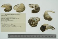 Pleurobema clava image