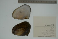 Potamilus alatus image