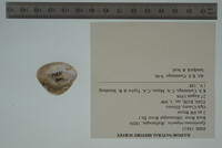 Epioblasma triquetra image