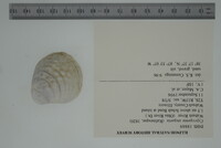 Cyprogenia stegaria image