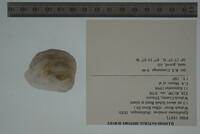 Epioblasma torulosa image