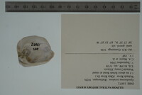 Epioblasma torulosa image