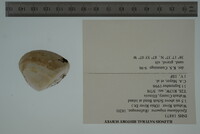 Epioblasma triquetra image