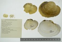 Potamilus capax image