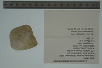 Epioblasma torulosa image