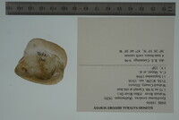 Epioblasma torulosa image