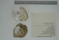 Cyprogenia stegaria image