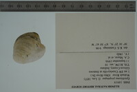 Epioblasma propinqua image