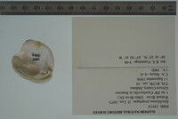 Epioblasma propinqua image