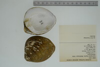 Cyprogenia stegaria image