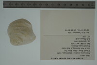 Epioblasma torulosa image