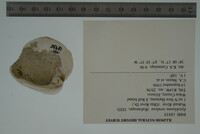 Epioblasma torulosa image