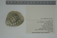 Cyprogenia stegaria image