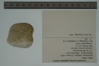 Epioblasma cincinnatiensis image